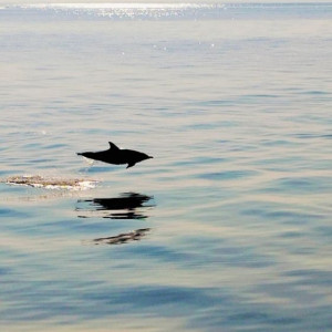 Dingle Dolphin Boat Tours