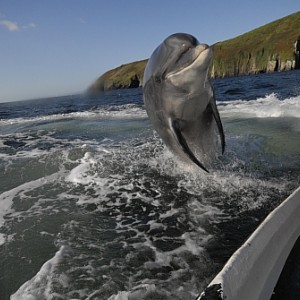 Dingle Dolphin Tours