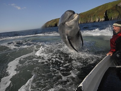 Dingle Dolphin Tours