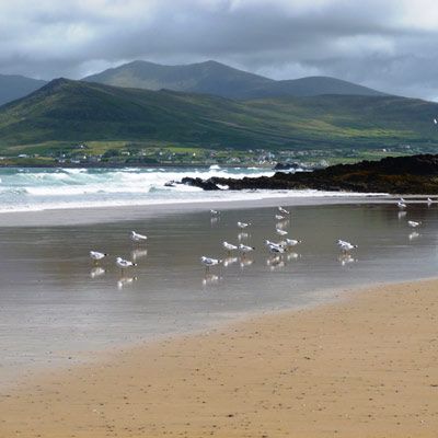 beach with birds in foreground Feohanagh and mount brandon in background dingle peninsula ireland