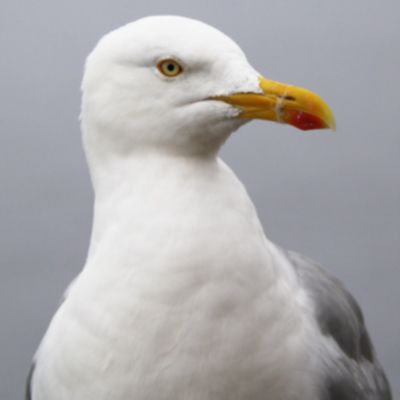 head and shoulders of a seagull