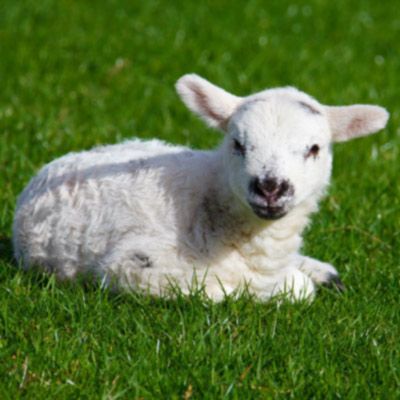 baby lamb sitting on grass