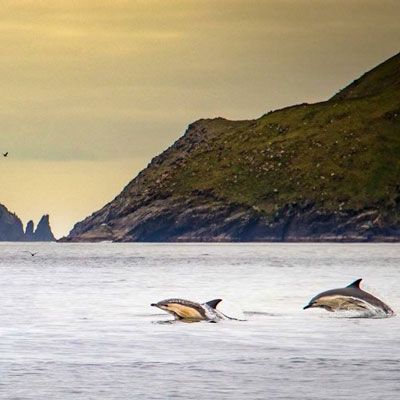 two dolphins jumping Dingle Peninsula photo by Dingle Sea Safari