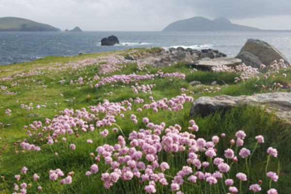 view of blasket islands with sea thrift from lúb na cille walking trail at dunquin kerry ireland