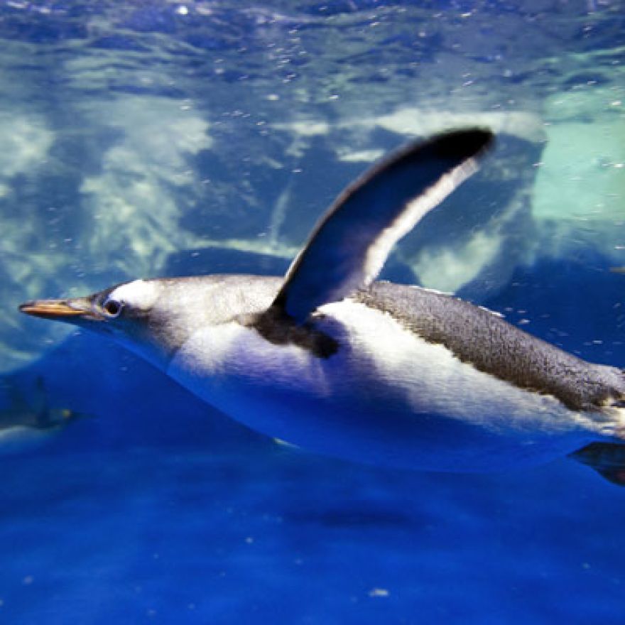 gentoo penguin swimming in Dingle Aquarium Dingle Peninsula Ireland
