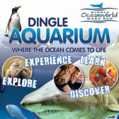 poster for dingle aquarium dingle peninsula ireland
