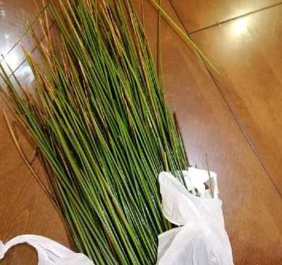 Rushes used to make the St. Brigid's Day crosses