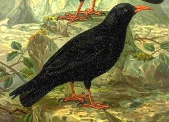 Drawing of a Chough