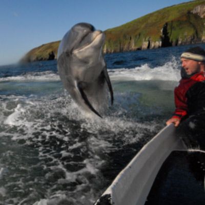 fungi the dolphin jumping with man in boat